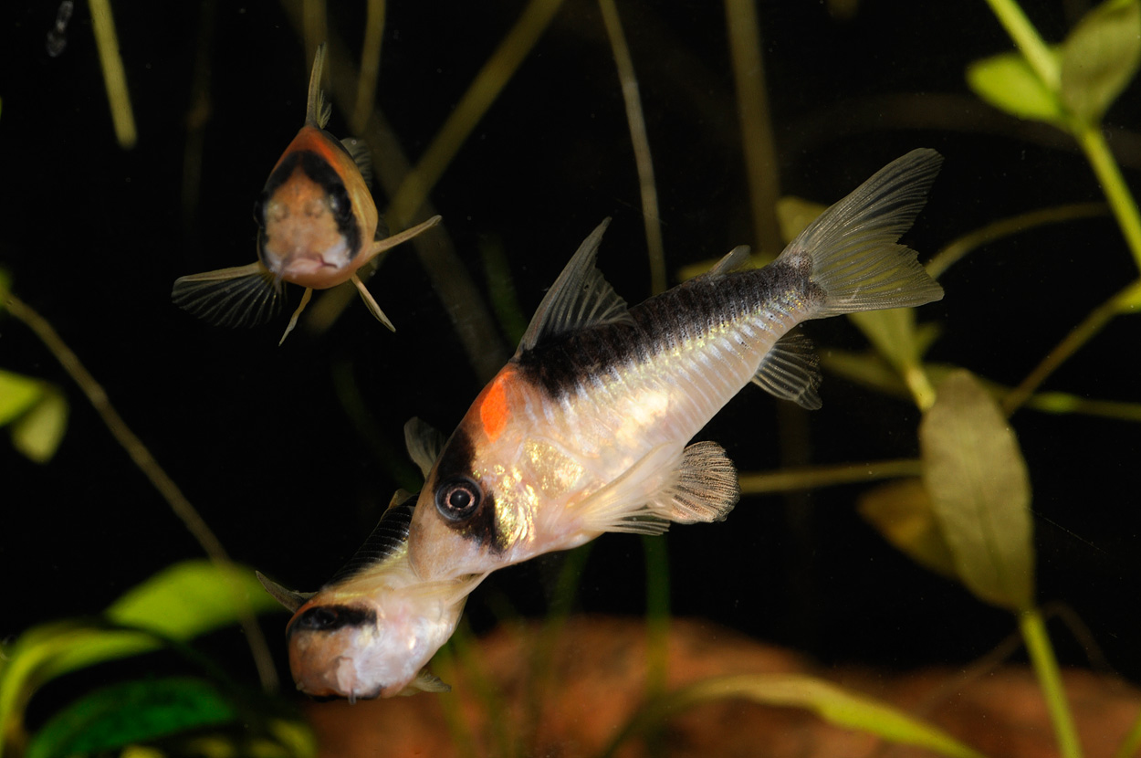 Corydoras duplicareus
