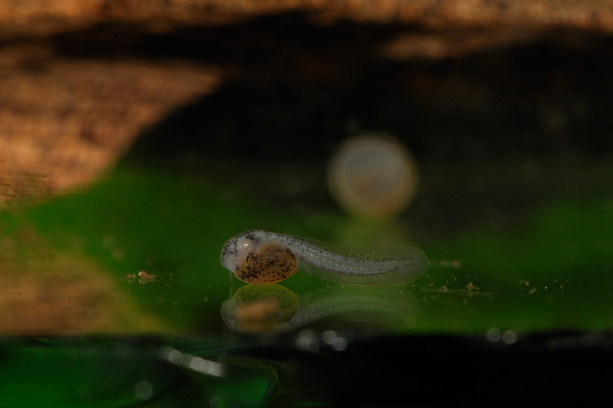 Corydoras duplicareus