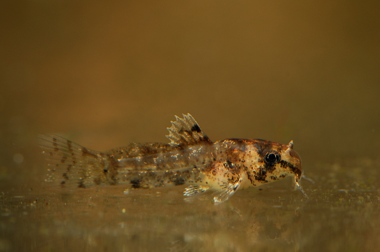 Corydoras duplicareus