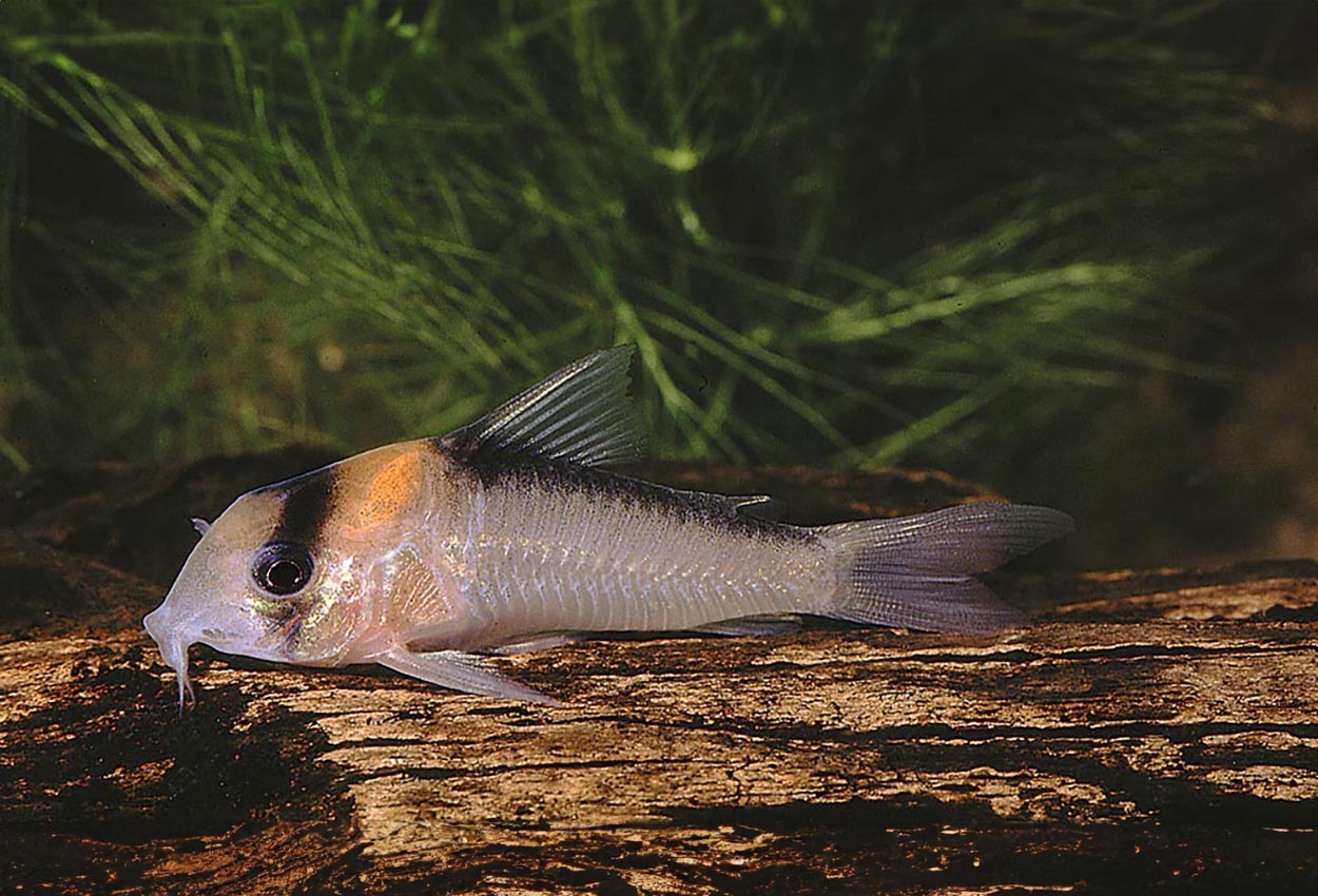 Corydoras adolfoi