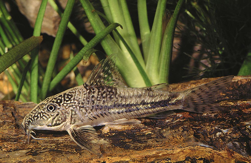 Scleromystax barbatus