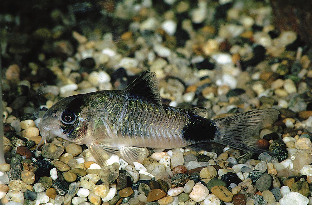 Corydoras panda