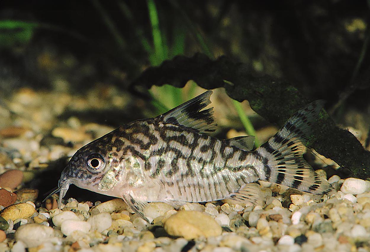 Corydoras reticulatus