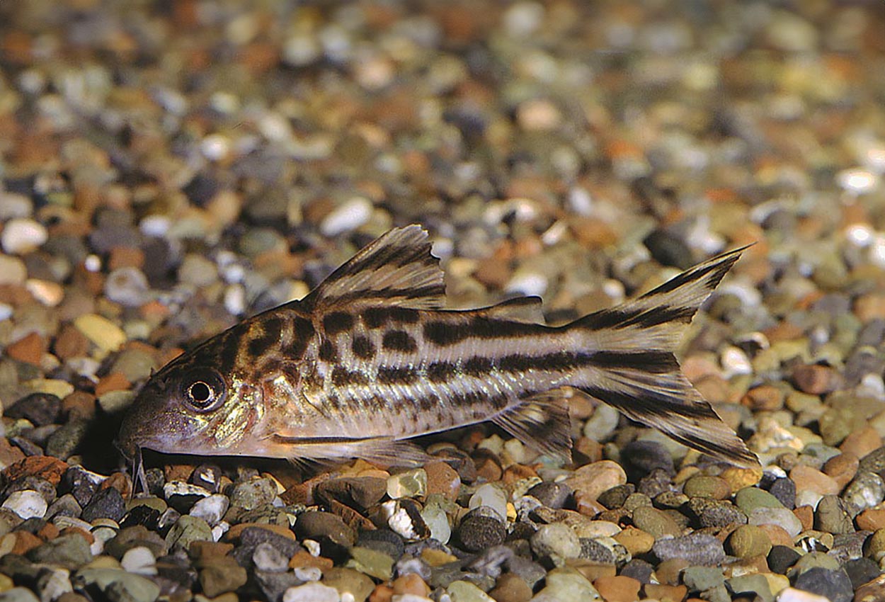 Corydoras robinae