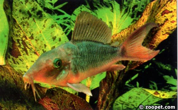Corydoras multiradiatus