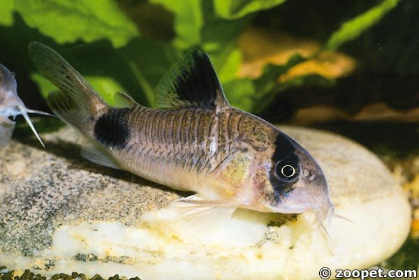 Corydoras panda, Peru