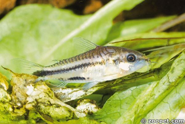 Corydoras pygmaeus, Amazonas