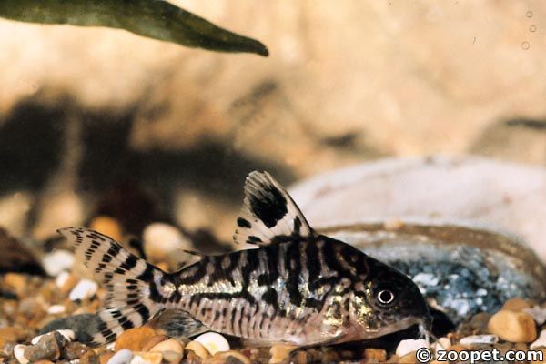 Corydoras reticulatus,  Peru o Brasilien