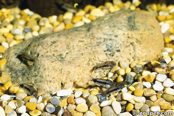 Corydoras habrosus