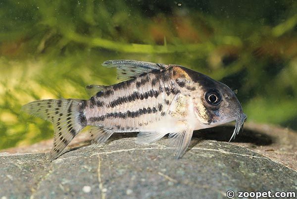 Corydoras schwartzi, Brasilien