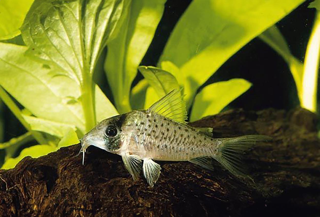 Corydoras sychri