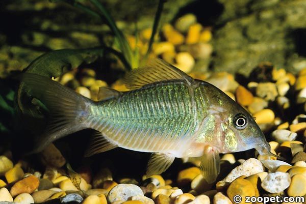 Corydoras splendens