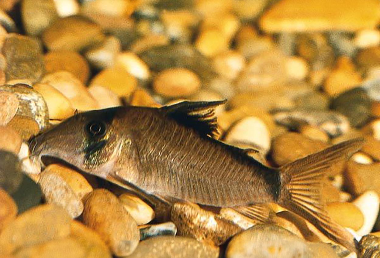 Corydoras simulatus, Meta system Colombia