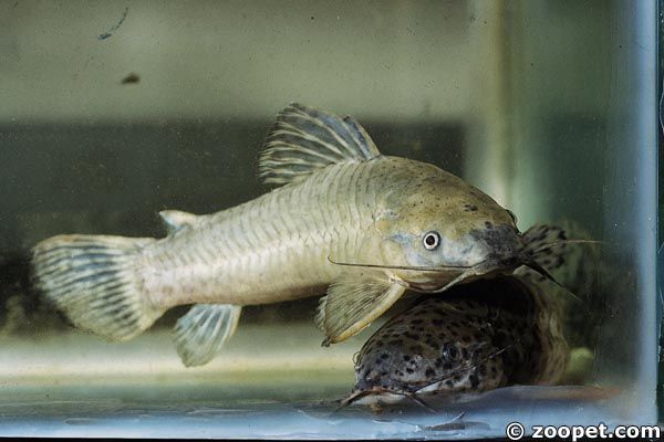 Megalechis thoracata