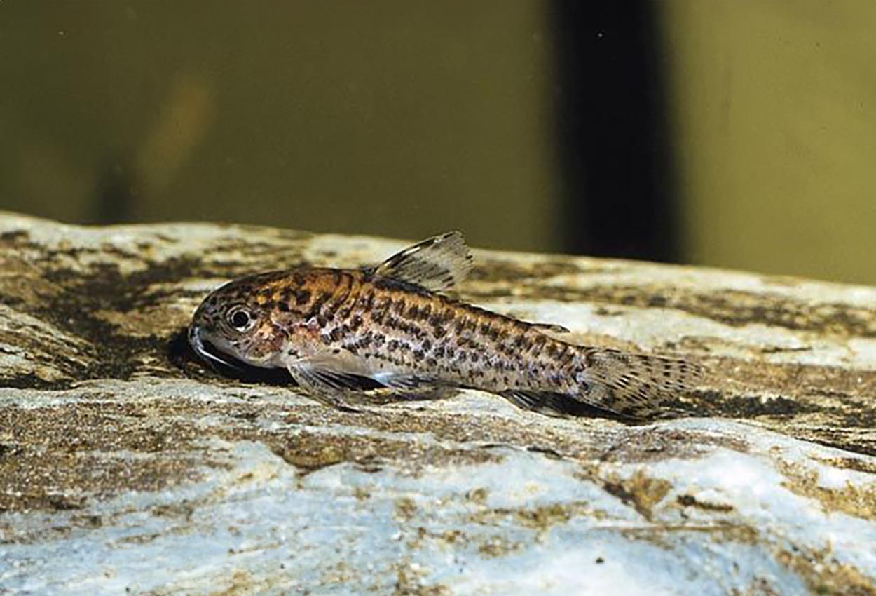 Aspidoras pauciradiatus