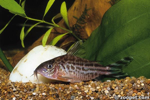 Corydoras robineae, Brasilien