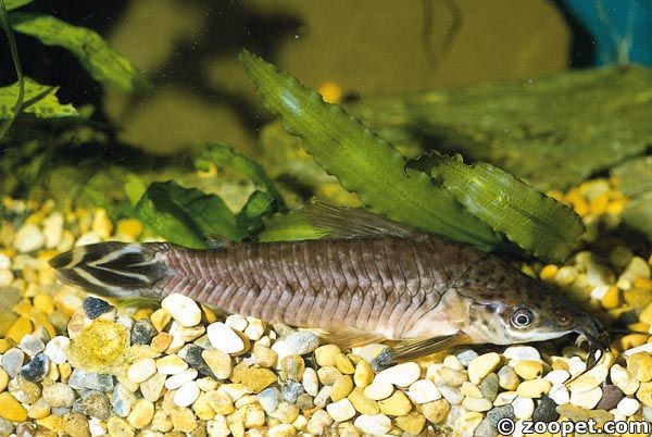 Dianema urostriata, Brasilien