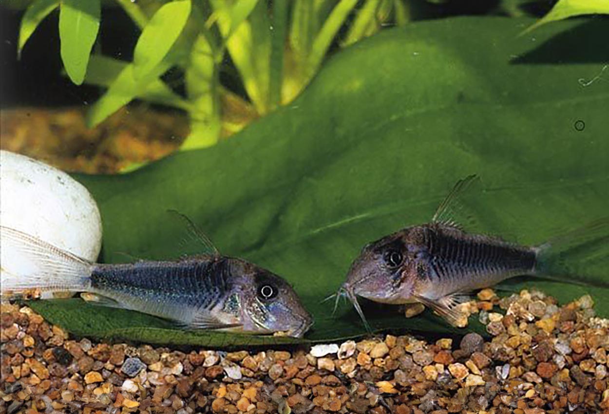 Corydoras treitlii, Amazonas Brasilien