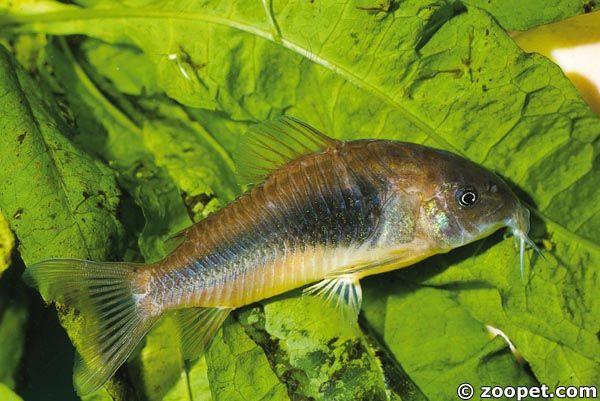 Corydoras aeneus