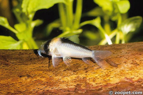Corydoras adolfoi