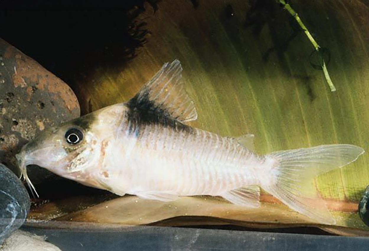 Corydoras amandajanea