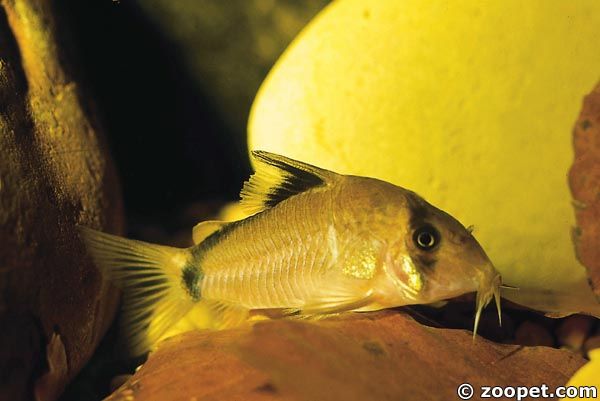 Corydoras metae, Meta system Colombia