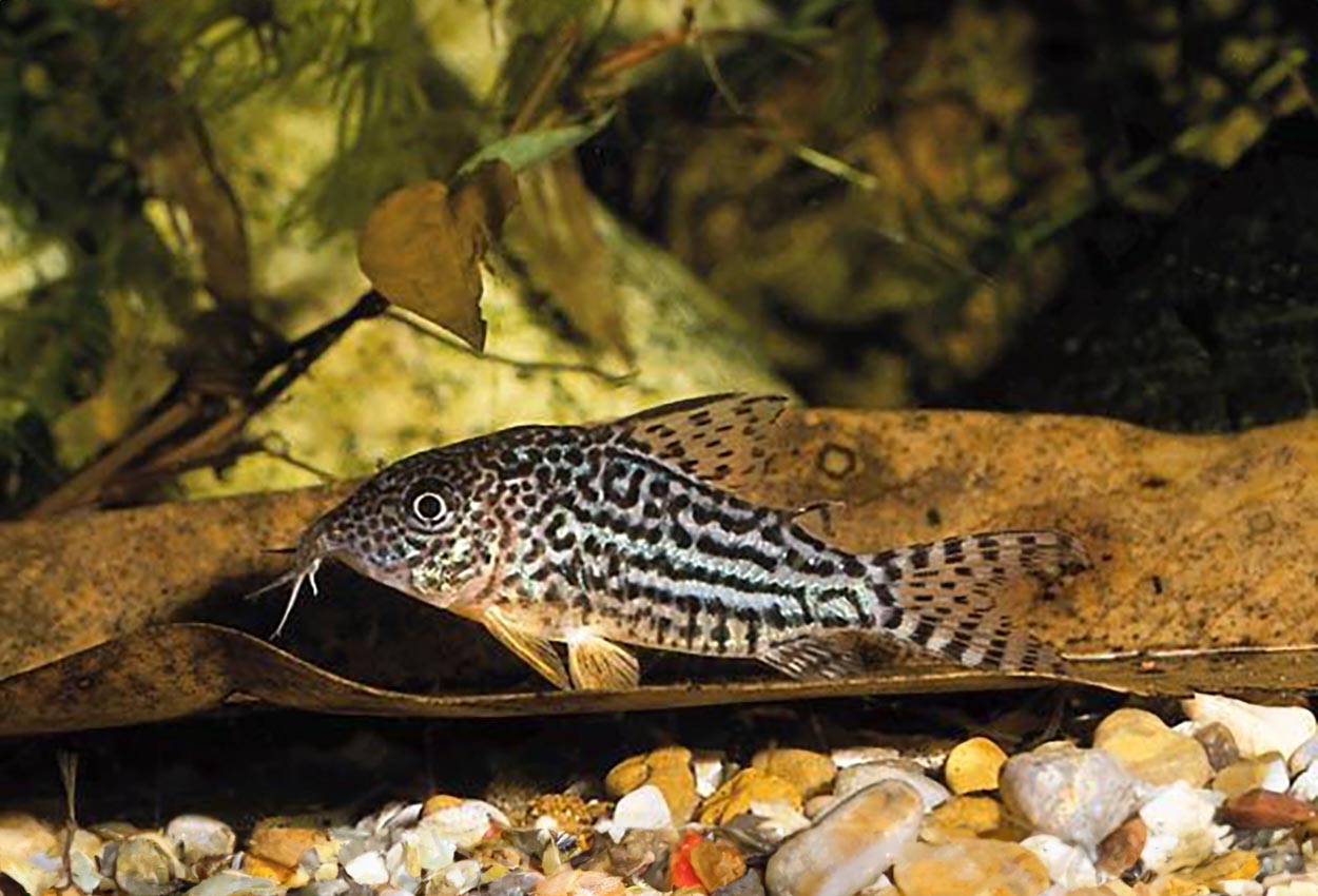 Corydoras haraldschultzei, Mato Grosso