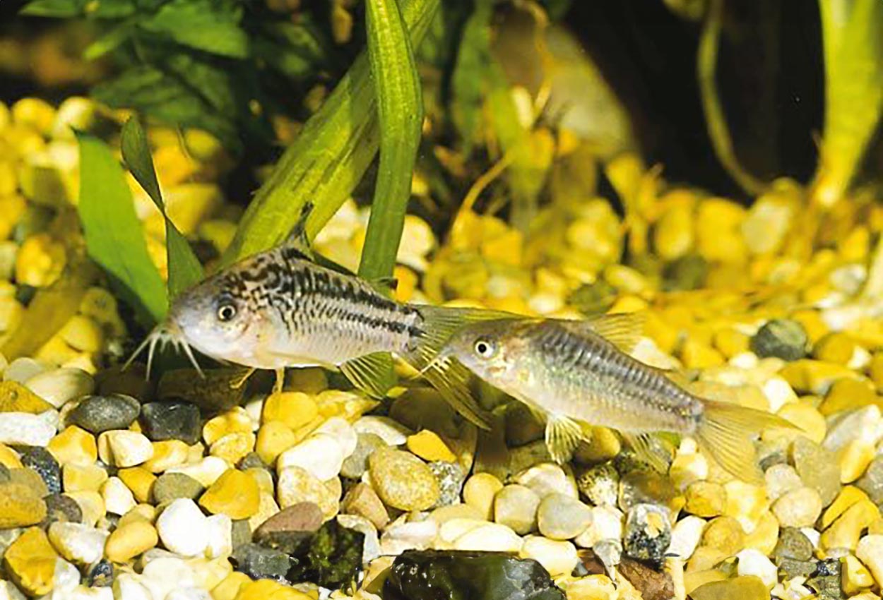 Corydoras elegans