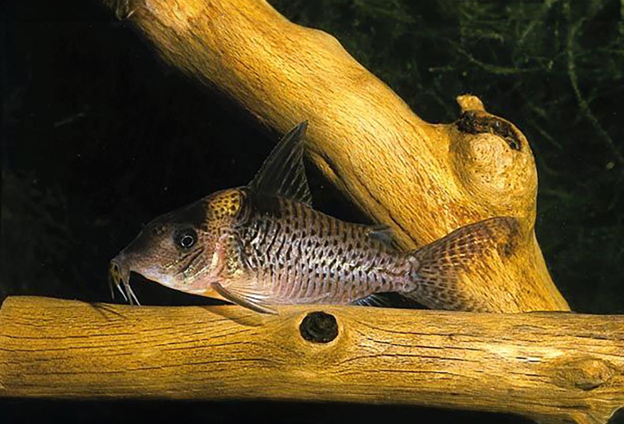 Corydoras delphax