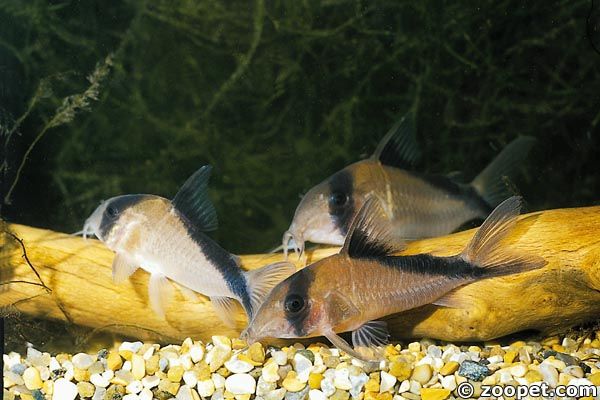 Corydoras davidsandsi