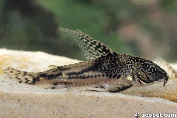 Scleromystax barbatus, Rio de Janerio