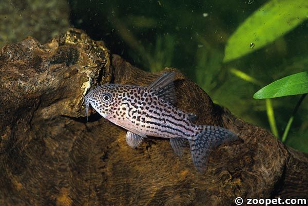 Corydoras araguaiaensis