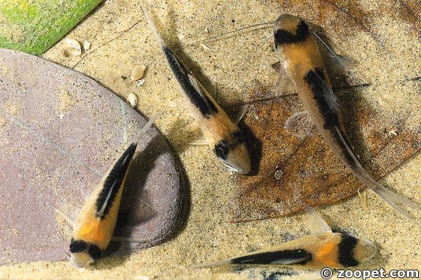 Corydoras duplicareus, C. serratus + Brachyrhamdia rambarrani