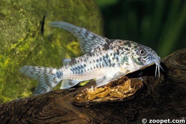 Corydoras paleatus (VF)