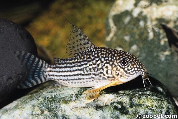 Corydoras sterbai, Mato Grosso