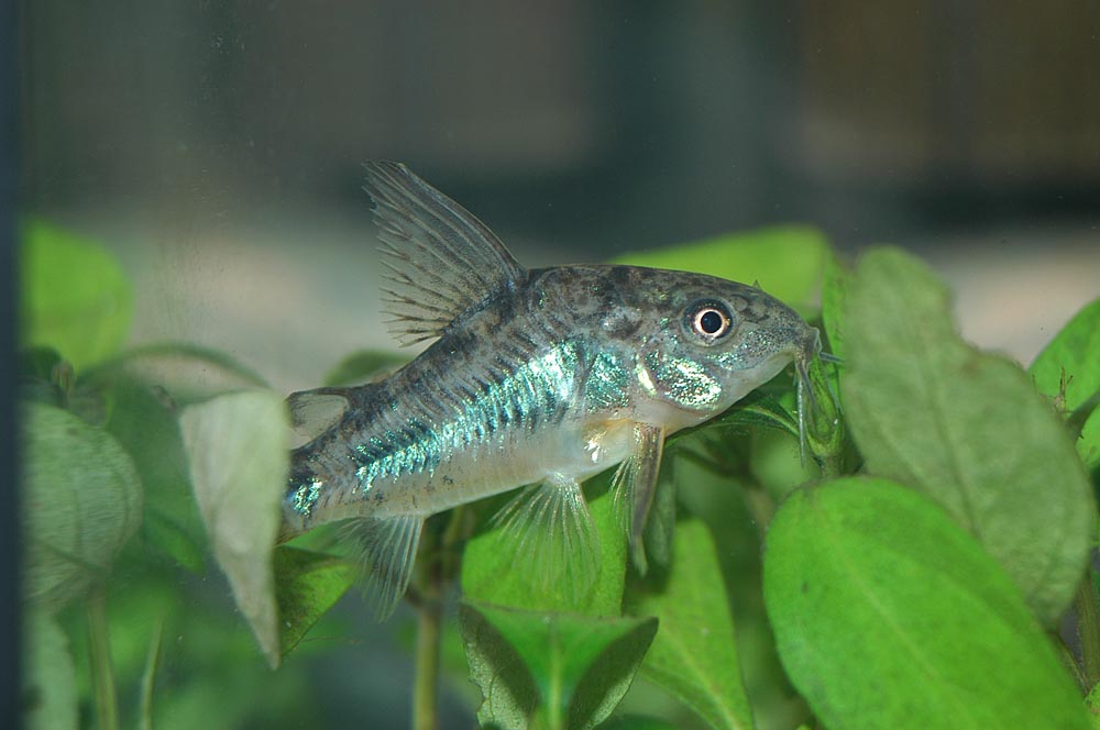Corydoras paleatus