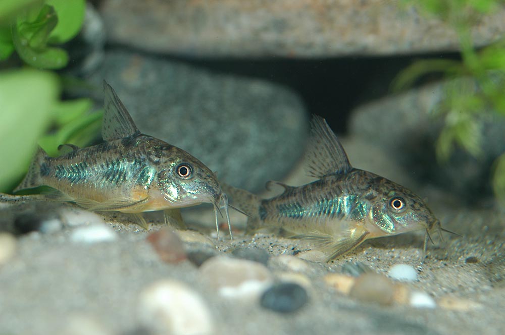 Corydoras paleatus