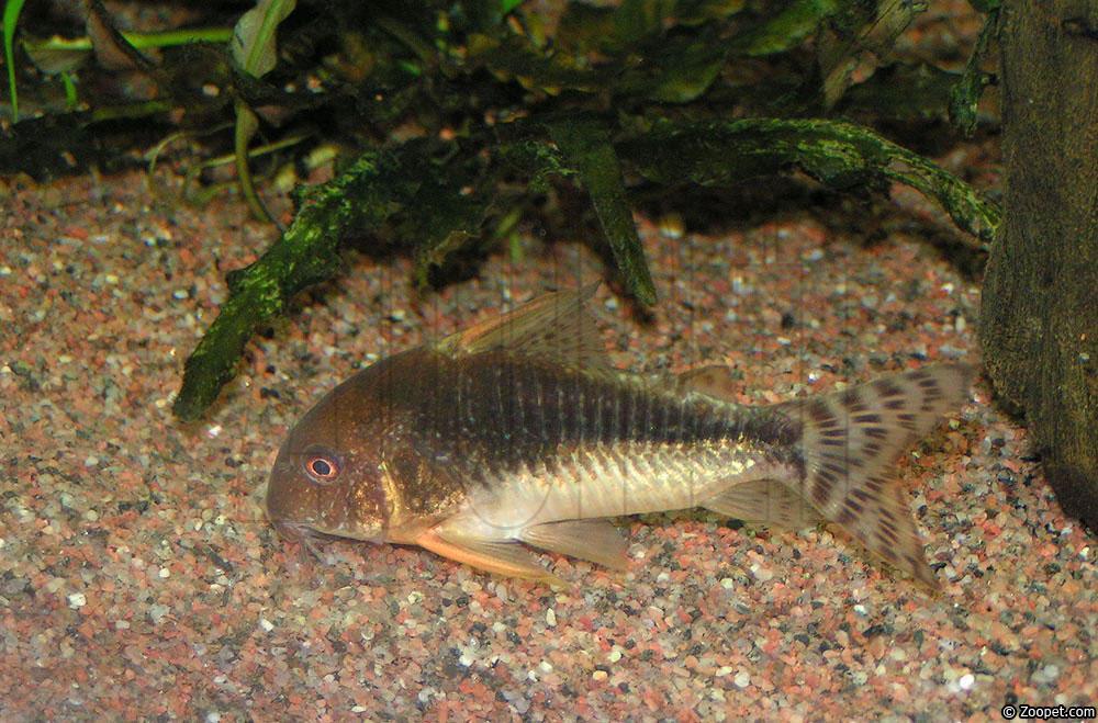 Corydoras gossei