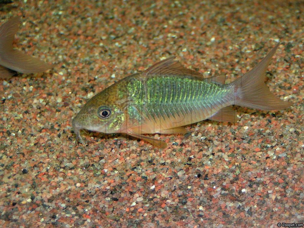 Corydoras splendens
