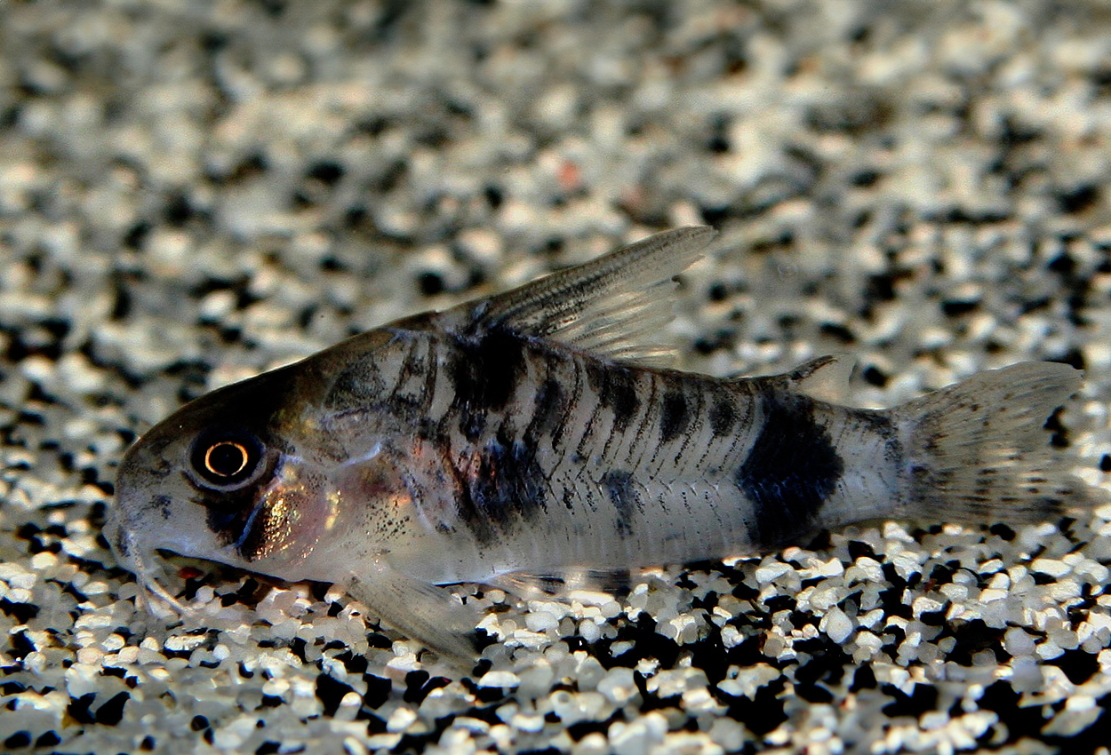 Corydoras reynoldsi