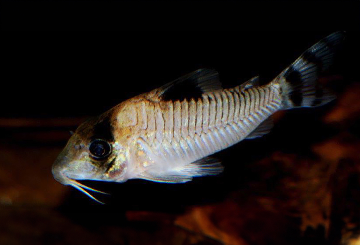 Corydoras condiscipulus
