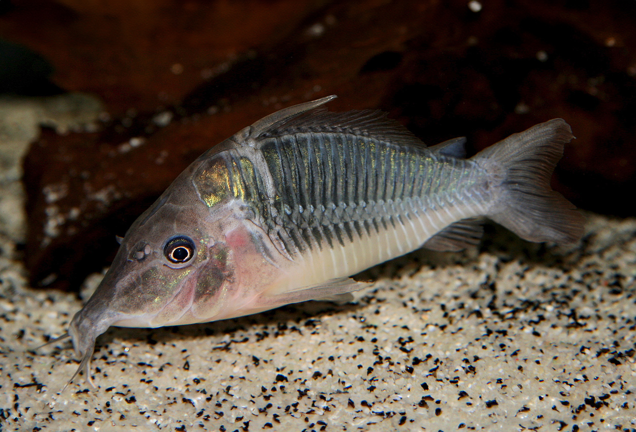 Corydoras multiradiatus