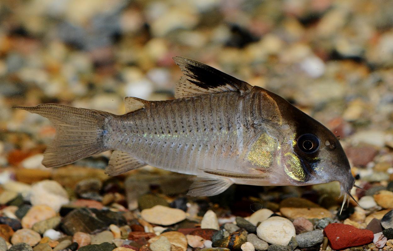 Corydoras cf. potarensis