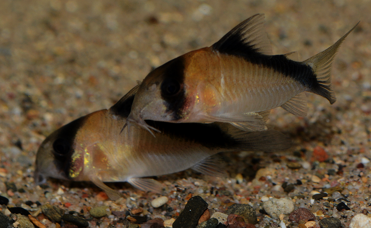 Corydoras davidsandsi