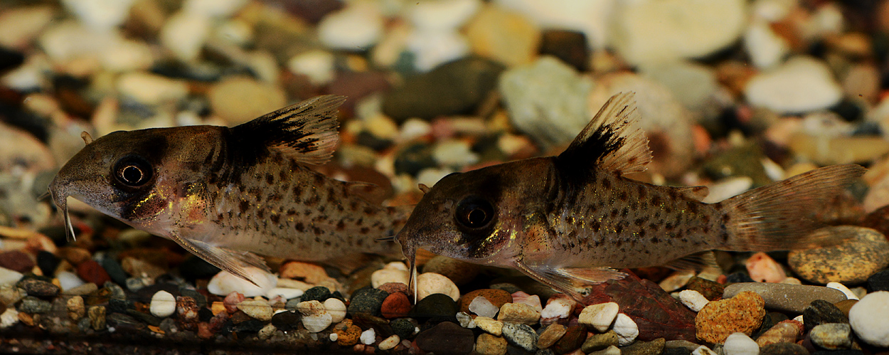Corydoras sp. 'C21' 