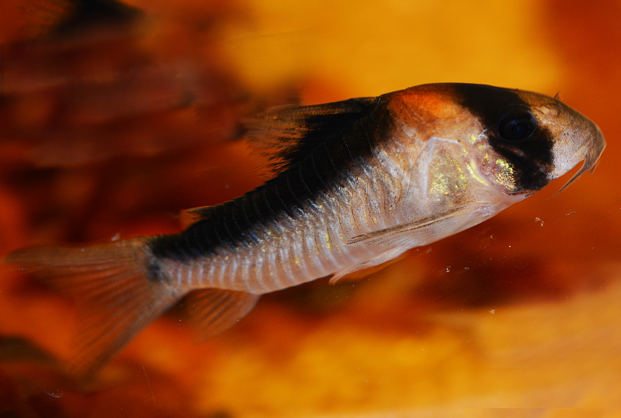Corydoras duplicareus