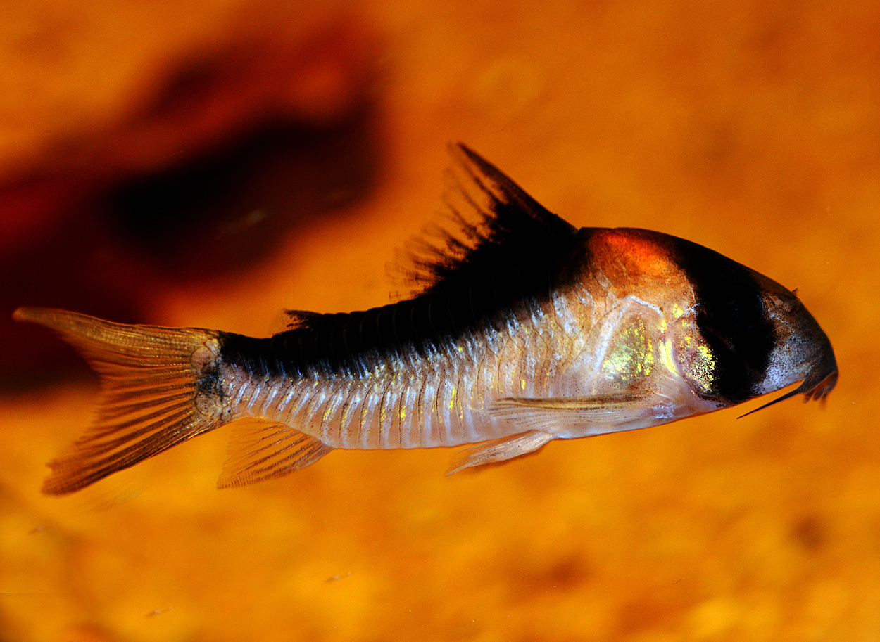 Corydoras duplicareus