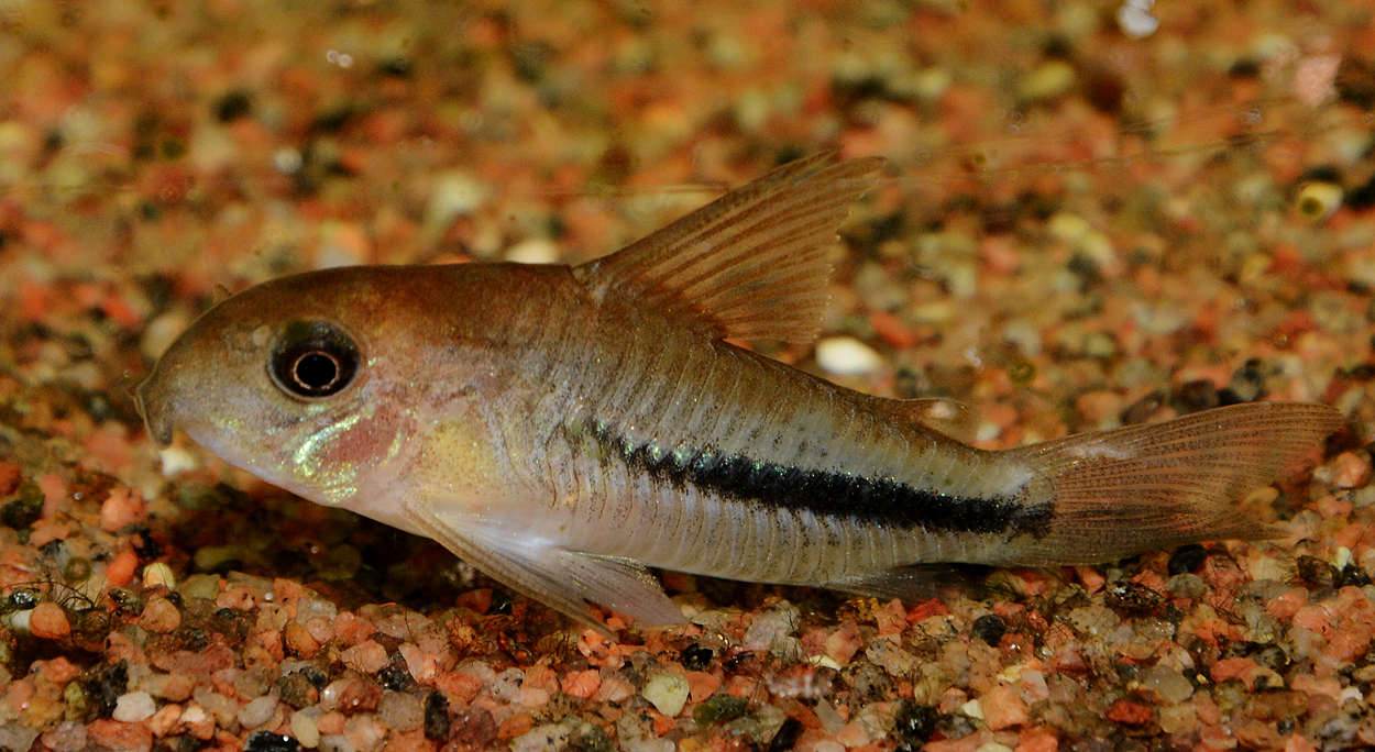 Corydoras baderi