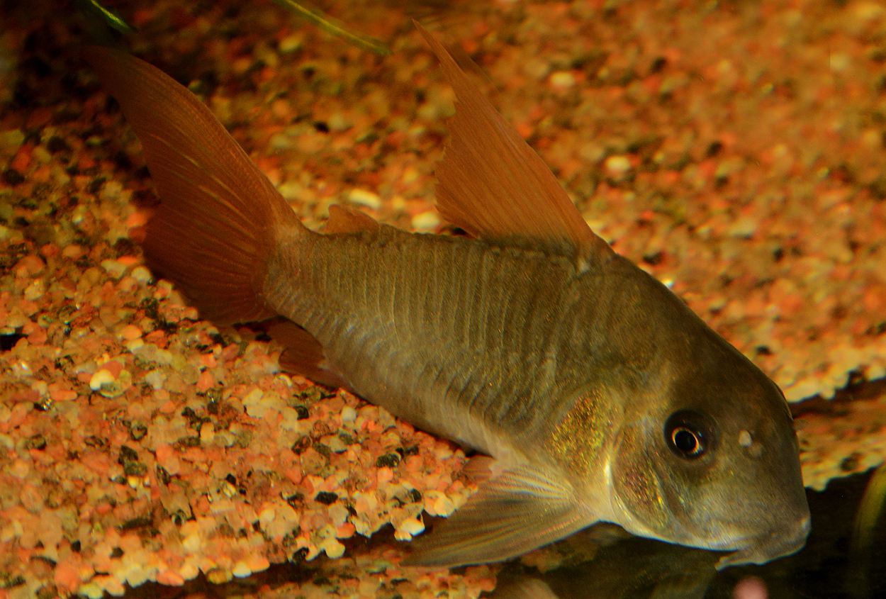 Corydoras concolor