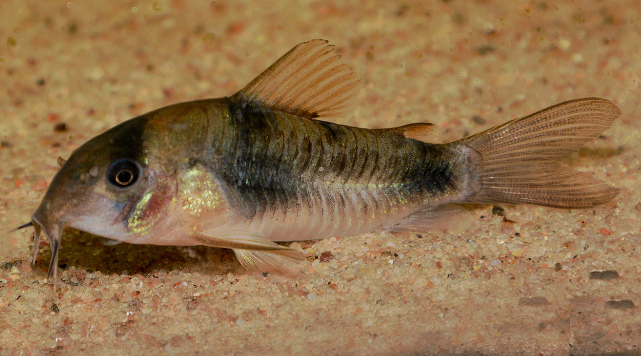 Corydoras ehrhardti